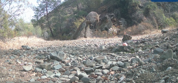 ΒΙΝΤΕΟ: «Μάχη» επικράτησης σε ποτίστρα μεταξύ αλεπούς και φίνας