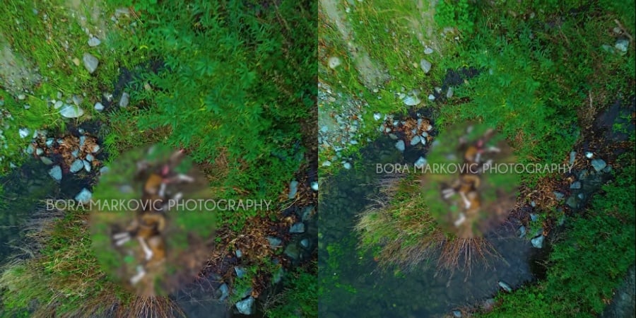 Εντοπίστηκαν νεκρά δύο αρσενικά αγρινά κοντά σε τεχνητή λίμνη (vid)