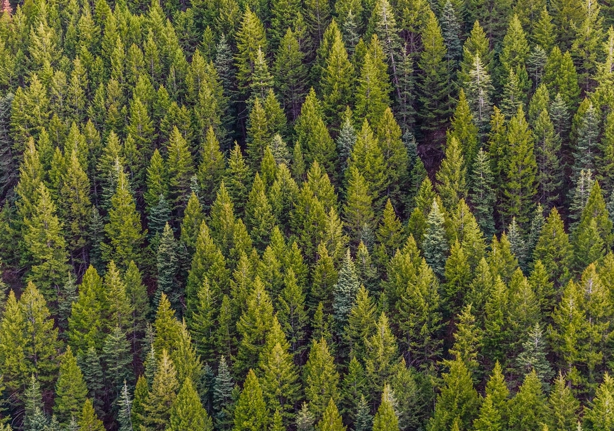 Μελισσοχώρια Λάρνακας: Εμπλουτίστηκε με 1000 μελισσοκομικά δέντρα και φυτά