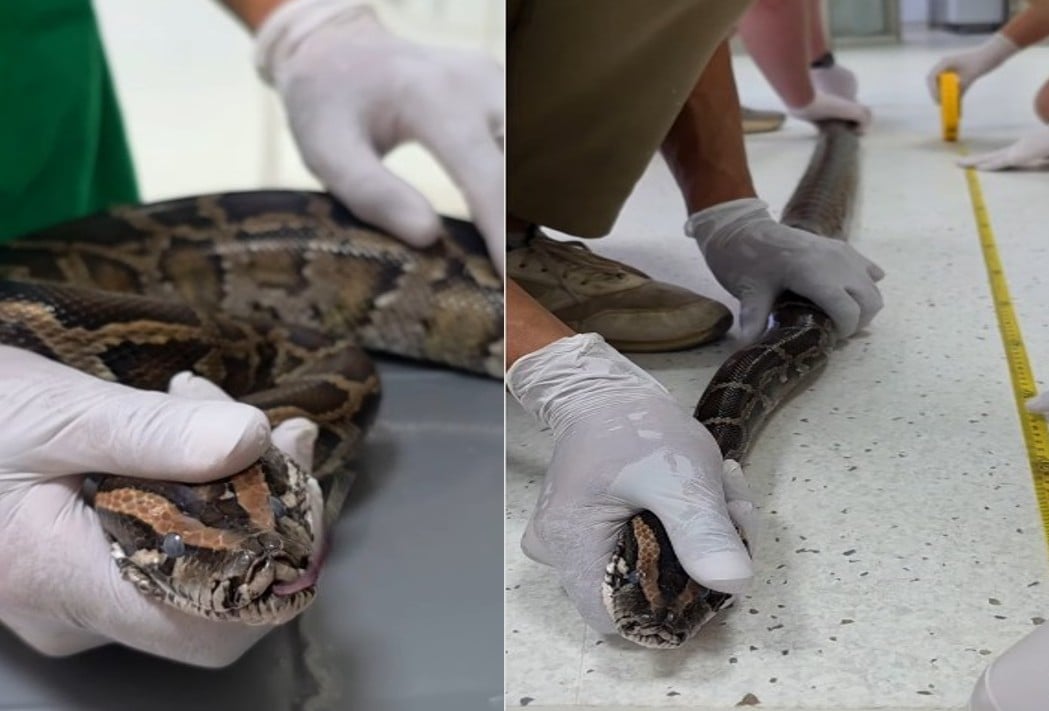 Γιγαντιαίος πύθωνας εντοπίστηκε στα κατεχόμενα – Παράνομη διακίνηση (ΒΙΝΤΕΟ)