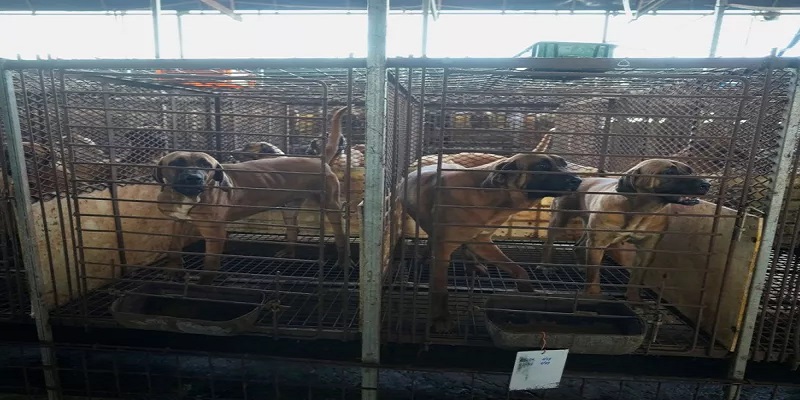 Ινδονησία: Η πόλη Τζακάρτα απαγόρευσε την κατανάλωση κρέατος σκύλων και γάτας