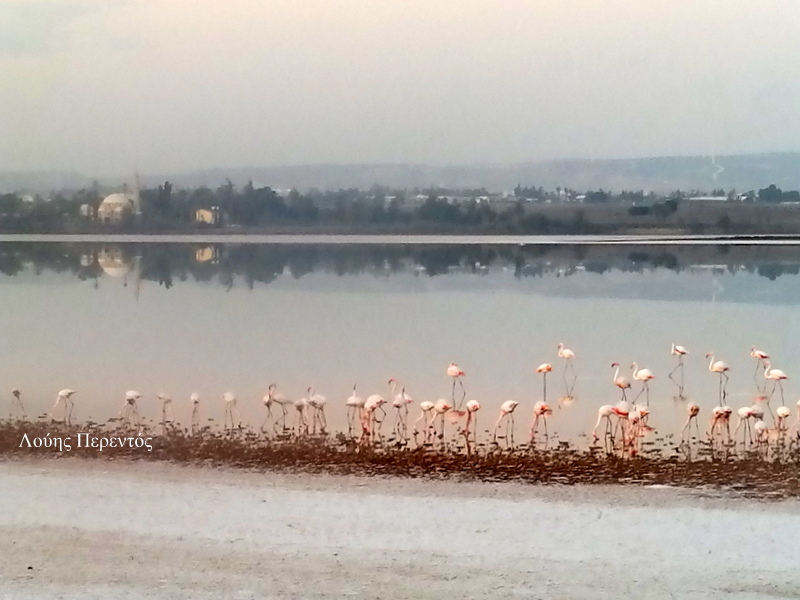 Γέμισε ξανά χρώμα η Αλυκή Λάρνακας- Επέστρεψαν τα πρώτα φλαμίνγκο