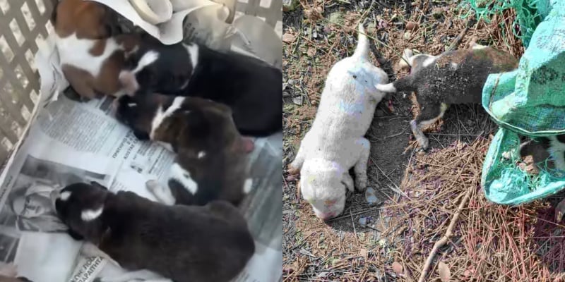 ΒΙΝΤΕΟ: Έκκληση για νεογέννητα σκυλάκια που βρέθηκαν πεταμένα στο φράγμα