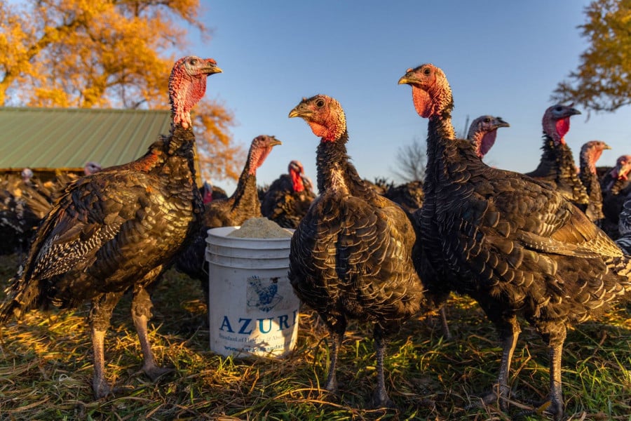 «Η γρίπη των πτηνών θα μπορούσε να προκαλέσει πανδημία χειρότερη της COVID»