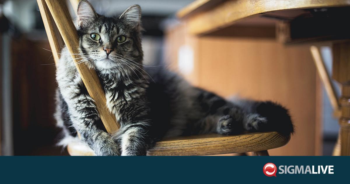 Πότε εξημερώθηκαν οι γάτες; – Νέα έρευνα για DNA και ο ρόλος της Κύπρου