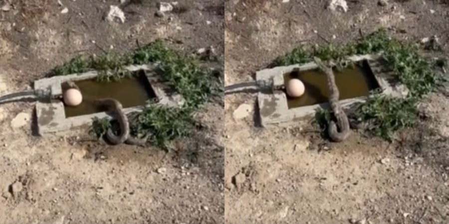 ΒΙΝΤΕΟ: Φίνα ξεδιψάει και «λούζεται» σε ποτίστρα στο Πολέμι