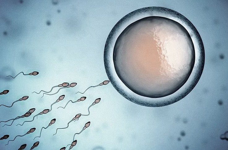 Δανία: Τράπεζα σπέρματος απορρίπτει δότες με IQ κάτω από 85