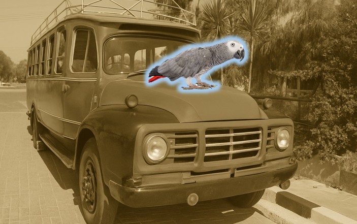 Πώς ο παπαγάλος «Κόκος» έσωσε 15 κρυμμένους Ασσιώτες το 1974 από Τούρκους