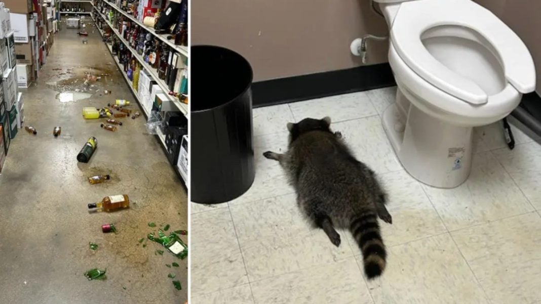 Ένα ρακούν διαρρήκτης τα έκανε γυαλιά-καρφιά σε κάβα και μετά μέθυσε (vid)