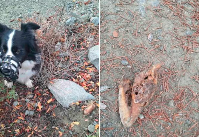 Εντοπισμός δηλητηριασμένων δολωμάτων στην επαρχία Λεμεσού (ΦΩΤΟ)