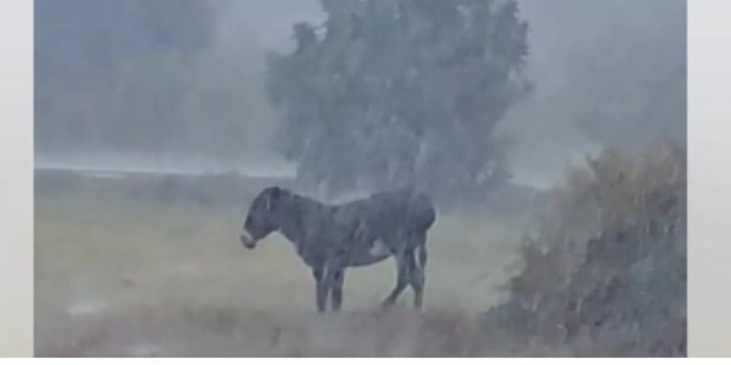 Άφησαν γαϊδουράκι εκτεθειμένο στη δυνατή βροχή - Σωρεία αντιδράσεων (VID)