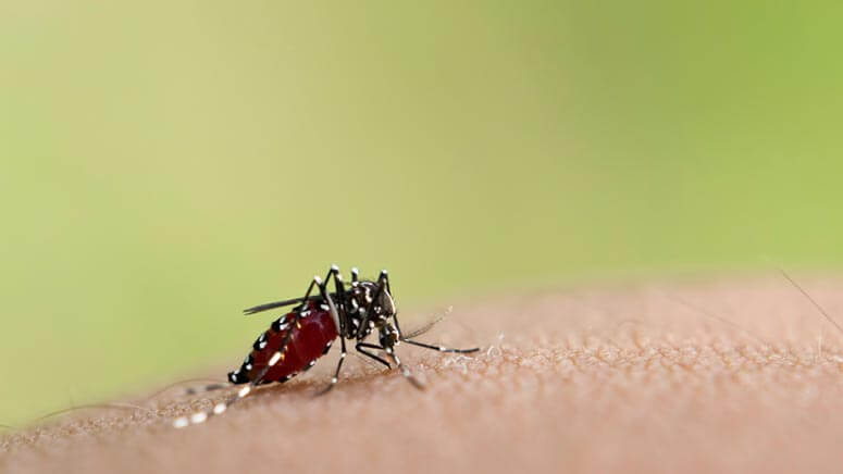 Στους 44 οι νεκροί στην Κούβα από δάγκειο πυρετό και νόσο τσικουνγκούνια