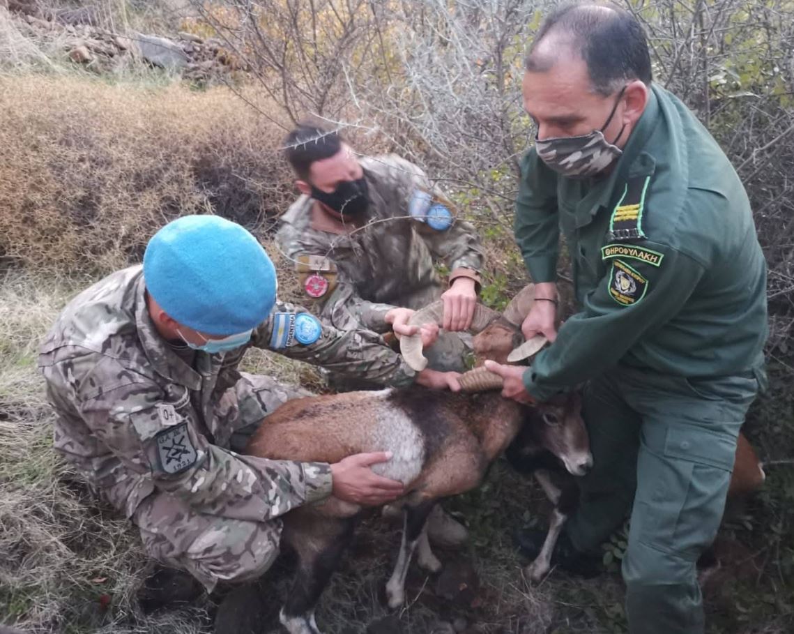 Επιχείρηση διάσωσης αγρινών που μπλέχτηκαν τα κέρατά τους στη Λεύκα (pic)