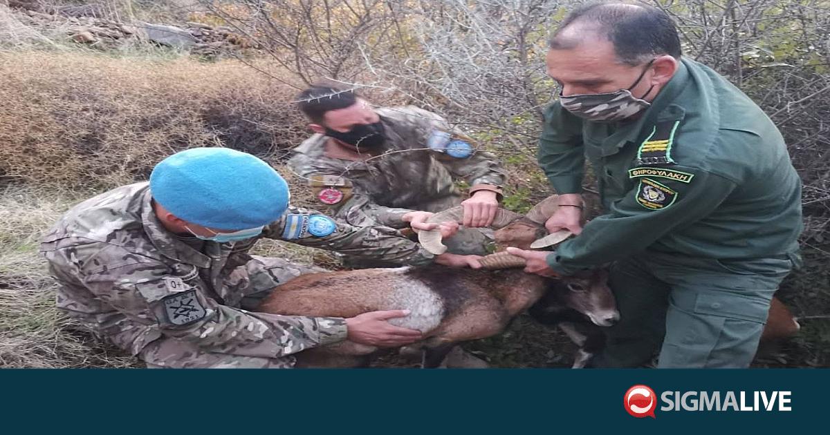 Επιχείρηση διάσωσης αγρινών που μπλέχτηκαν τα κέρατά τους στη Λεύκα (pic)