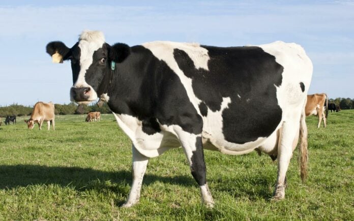 Κατεχόμενα: Ανακοινώθηκαν κρούσματα αφθώδους πυρετού σε αγελάδες