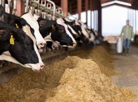 Κτηνιατρικές Υπηρεσίες: Δεν μεταδίδεται στον άνθρωπο ο αφθώδης πυρετός