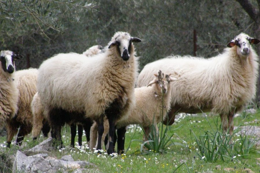 ΚΥ: Λαμβάνονται τα δέοντα προληπτικά μέτρα για αφθώδη πυρετό