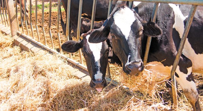 Κατεχόμενα: Μέτρα σε σημεία διέλευσης από Βάσεις, λόγω του αφθώδους πυρετού