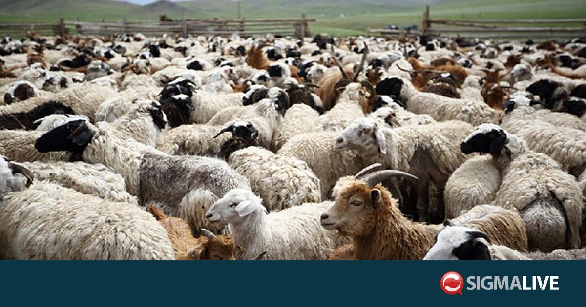 Στην Κύπρο οι εμπειρογνώμονες Κομισιόν για αφθώδη πυρετό στα κατεχόμενα ...