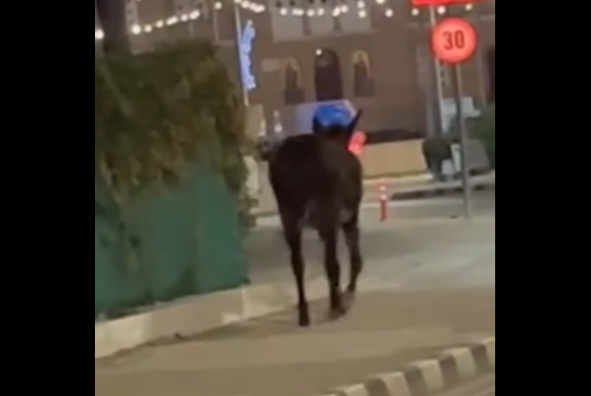 ΒΙΝΤΕΟ: Γαϊδουράκος «κόβει» Χριστουγεννιάτικες βόλτες στην Πόλη Χρυσοχούς