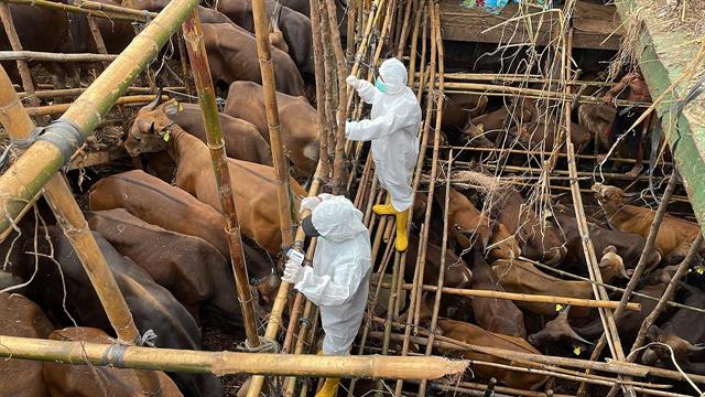 &Sigma;&epsilon; &kappa;ό&kappa;&kappa;&iota;&nu;&omicron; &sigma;&upsilon;&nu;&alpha;&gamma;&epsilon;&rho;&mu;ό &omicron;&iota; &Kappa;&tau;&eta;&nu;. &Upsilon;&pi;&eta;&rho;&epsilon;&sigma;ί&epsilon;&sigmaf; &gamma;&iota;&alpha; &alpha;&phi;&theta;ώ&delta;&eta; &pi;&upsilon;&rho;&epsilon;&tau;ό &sigma;&tau;&alpha; &kappa;&alpha;&tau;&epsilon;&chi;ό&mu;&epsilon;&nu;&alpha;