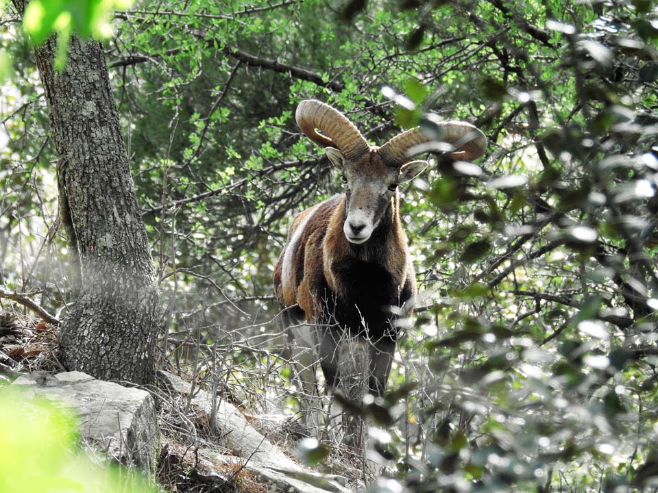 Εξαφανίστηκαν τα αγρινά που απελευθερώθηκαν πριν 20 ημέρες (ΒΙΝΤΕΟ)