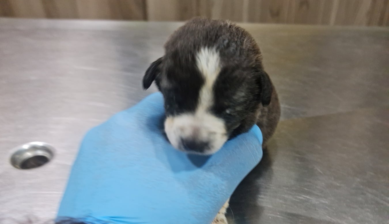 Το σκυλί «θαύμα»: Το πέταξαν στον φράχτη Ξυλιάτου αλλά κατάφερε να επιβιώσει