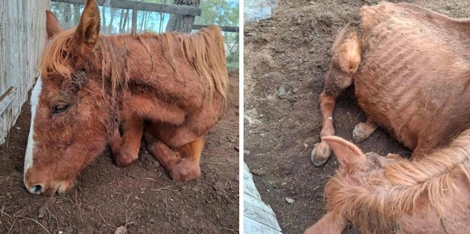 Neglected Horse Rescued by Environmentalists (vid)