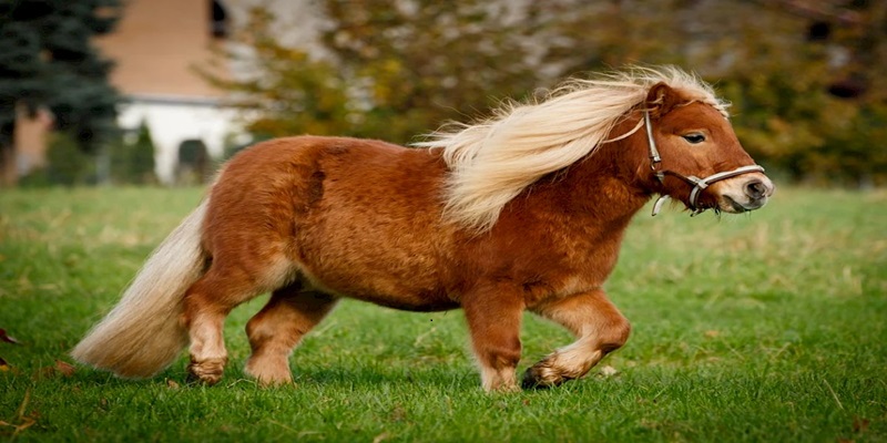 Animal Cruelty Allegations at Christmas Event and Neglect of Cypriot Cows