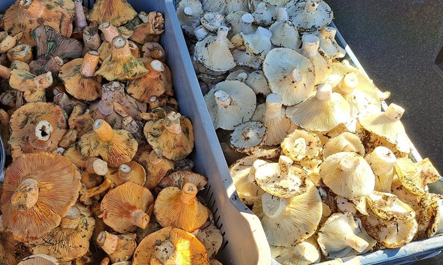 Mushroom Season: What You Need to Know (VIDEO)