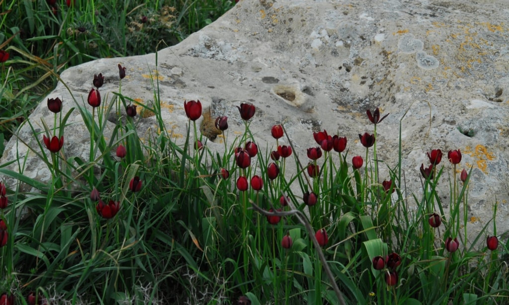 Forest Department Warns: Which Flowers and Plants Should Not Be Cut - Penalties