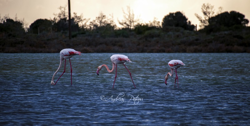 PHOTOS: Flamingos Spotted at Lady’s Mile
