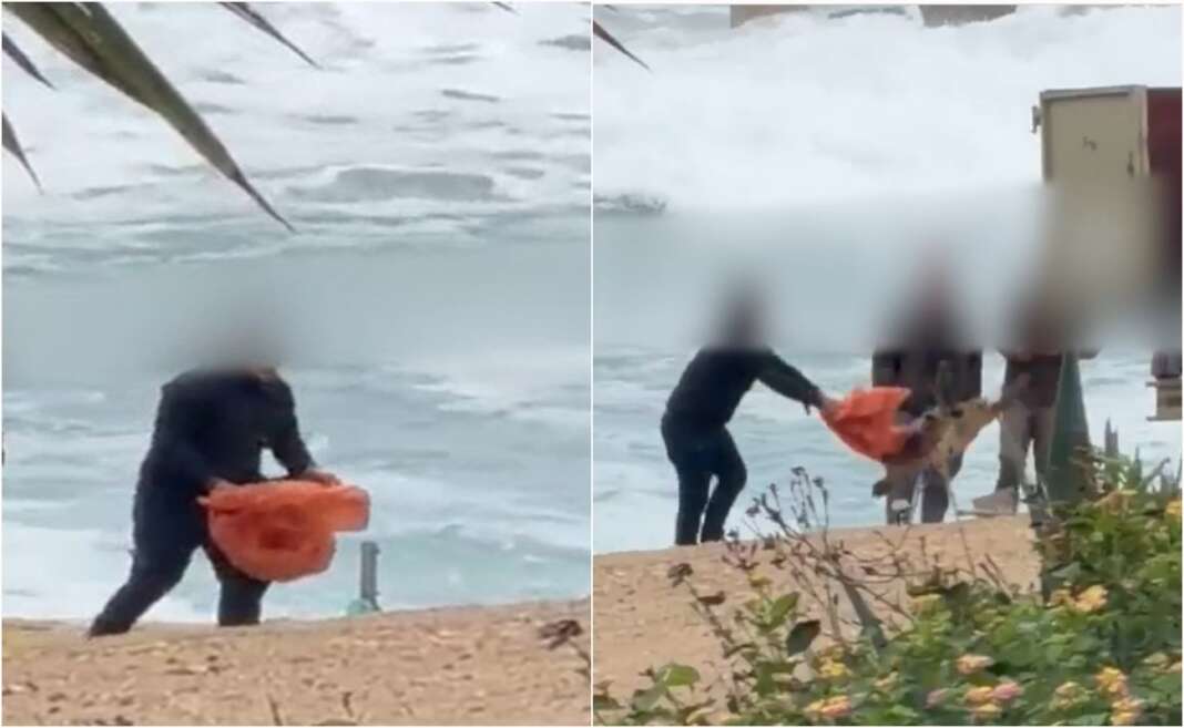 Χλώρακα: Νεκρή εδώ και δύο μέρες η χελώνα- Ενώπιον δικαστηρίου οι τέσσερις