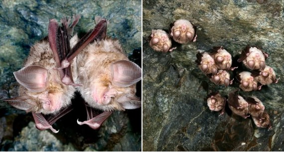 Η σπάνια νυχτερίδα-«γοργόνα» Ευρυάλη επιστρέφει στο Τρόοδος (ΦΩΤΟ)