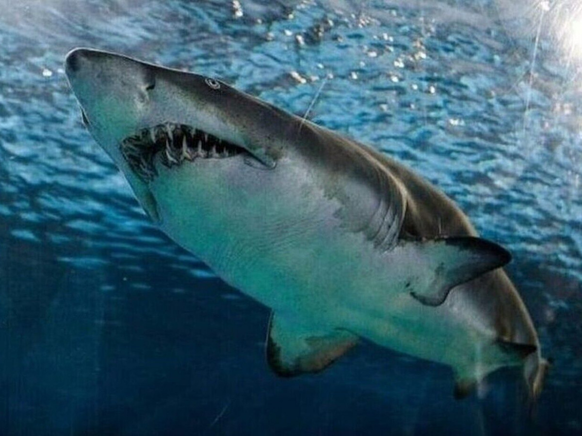 Αυστραλία: Σέρφερ τραυματίστηκε από καρχαρία - Η τρίτη επίθεση μέσα σε 2 μέρες