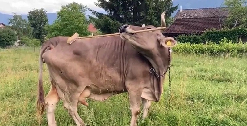 Cow Demonstrates Tool Use with Conscious Selection