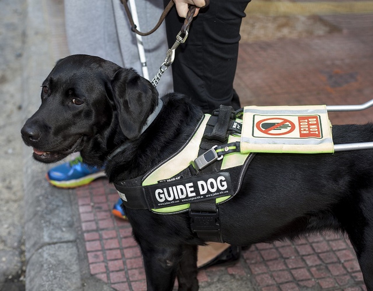 Επ.Νομοθεσίας: Ζητά κατοχύρωση δικαιώματος συνοδείας ΑμεΑ από σκύλους οδηγούς