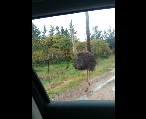 Στρουθοκάμηλος περιφέρεται σε δρόμο της Πάφου –Δείτε βίντεο