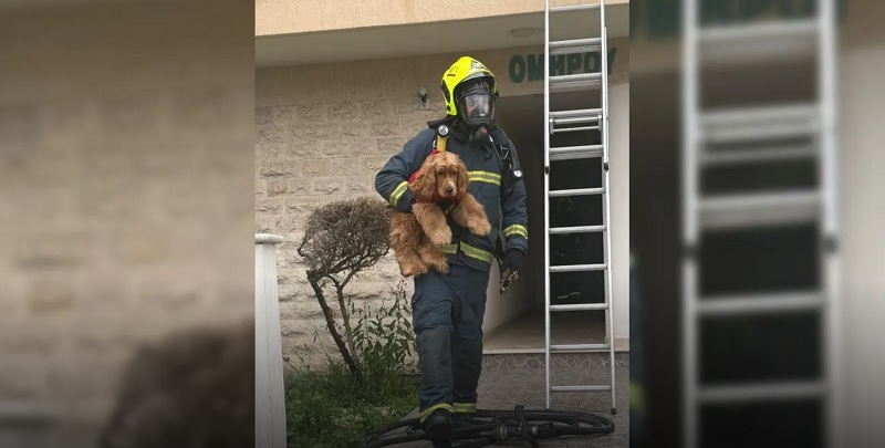 ΦΩΤΟ: Η στιγμή που πυροσβέστης σώζει σκυλάκι από την πυρκαγιά στη Λάρνακα