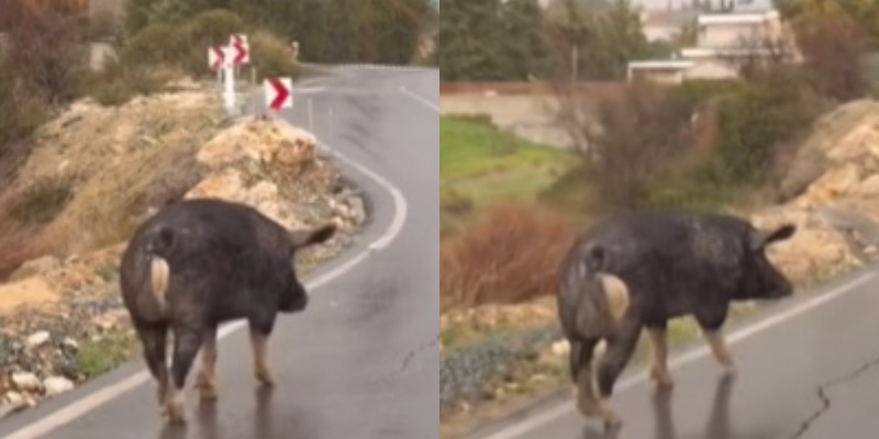 ΒΙΝΤΕΟ: Μετά τον στρουθοκάμηλο... και γουρούνι στους δρόμους της Κύπρου