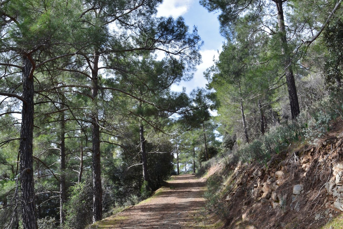 Τμήμα Δασών: Κλειστοί δρόμοι στο πάρκο Ακάμα λόγω ζημιών από καιρικά φαινόμενα