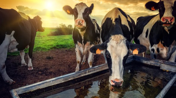 Μελέτη Cyprus Institute: Κλιματική αλλαγή και θερμικό στρες πλήττουν βοοειδή