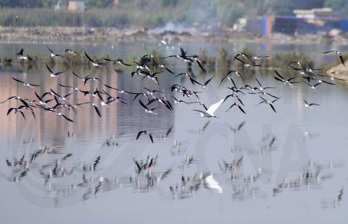 Υγρότοποι υπό πίεση:«Κλιματική αλλαγή και ανάπτυξη απειλούν τη βιοποικιλότητα»