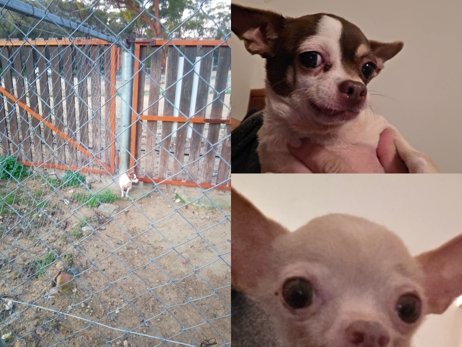 Ευχάριστα νέα για τα παρατημένα τσιουάουα στη Λευκωσία-Υπό φροντίδα κτηνιάτρου