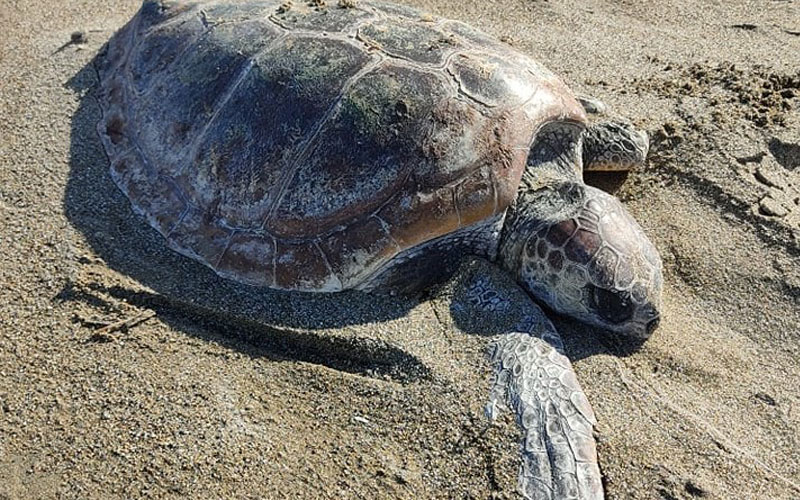 Επ. Περιβάλλοντος: Κενό στην ποινικοποίηση ασεβούς μεταχείρισης νεκρού ζώου