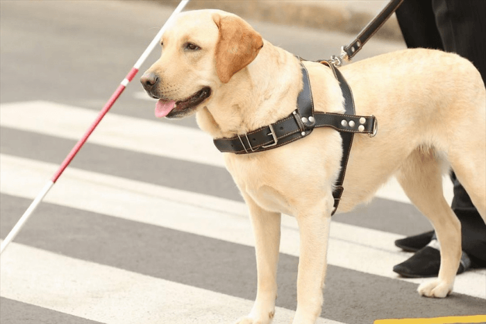 Πρόταση Θεοπέμπτου για σκύλους συνοδούς: Ενστάσεις και προβληματισμοί