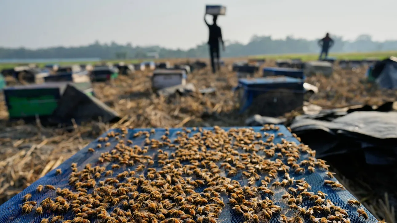 Παγκόσμια πρωτιά: Οι μέλισσες το πρώτο έντομο που απέκτησε νομικά δικαιώματα
