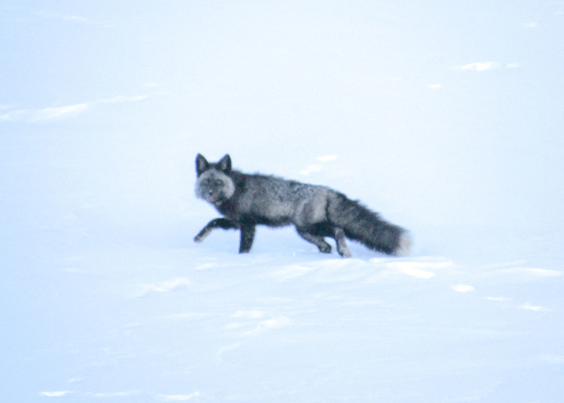 &Eta;&Pi;&Alpha;: &Epsilon;&nu;&tau;&omicron;&pi;ί&sigma;&tau;&eta;&kappa;&epsilon; &sigma;&pi;ά&nu;&iota;&alpha; &alpha;&lambda;&epsilon;&pi;&omicron;ύ - &Mu;ό&nu;&omicron; 50 &sigma;&tau;&omicron; &epsilon;ί&delta;&omicron;&sigmaf; &tau;&eta;&sigmaf; (&Phi;&Omega;&Tau;&Omicron;)