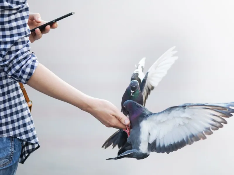 Ένα παράξενο φαινόμενο: Τι διδάσκουν τα περιστέρια για την εμμονή στο κινητό