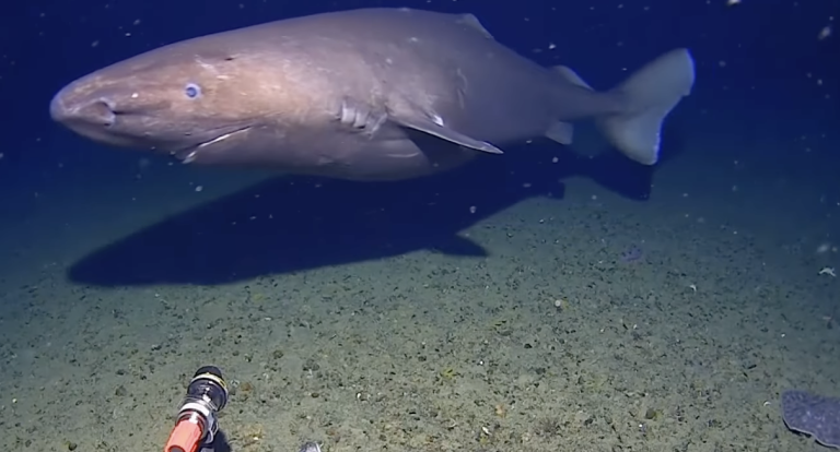 ΒΙΝΤΕΟ: Καρχαρίας για πρώτη φορά στα παγωμένα νερά της Ανταρκτικής